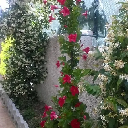 Angolo Fiorito Civitavecchia
