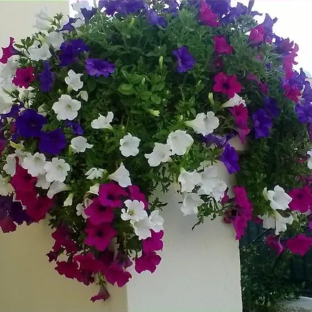 Angolo Fiorito Bed & Breakfast *